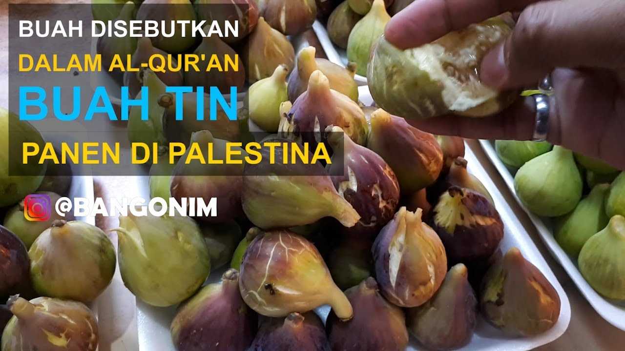 Musim Buah Tin di Palestina