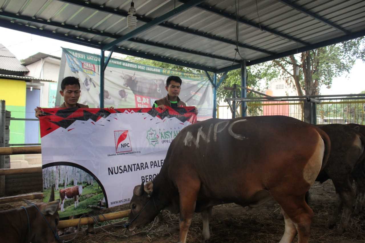 NPC Berikan Kurban Sapi di Pondok Pesantren Aisya Ummahatul Mukminin