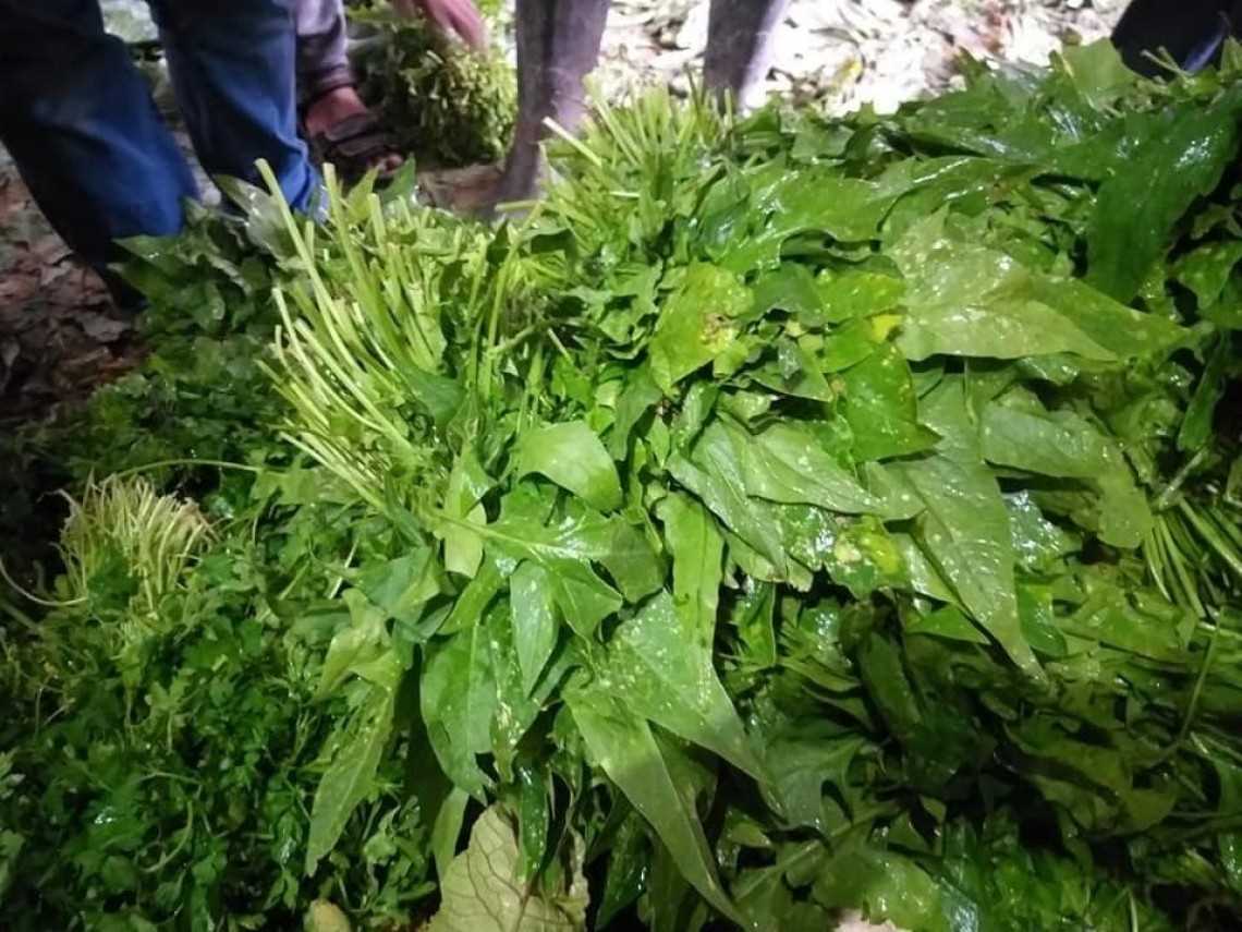 Akibat Pestisida Beracun Israel, Sektor Pertanian Gaza Rugi 1,25 Juta Dolar