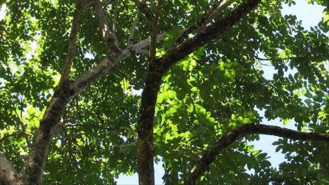 LSM Peringatkan Dampak Penggunaan Tanaman Liar untuk Mengobati COVID-19