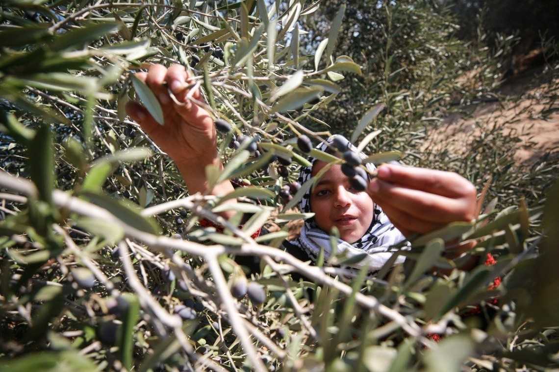 Pemukim Israel Paksa Petani di Nablus Tinggalkan Lahan Pertanian Mereka