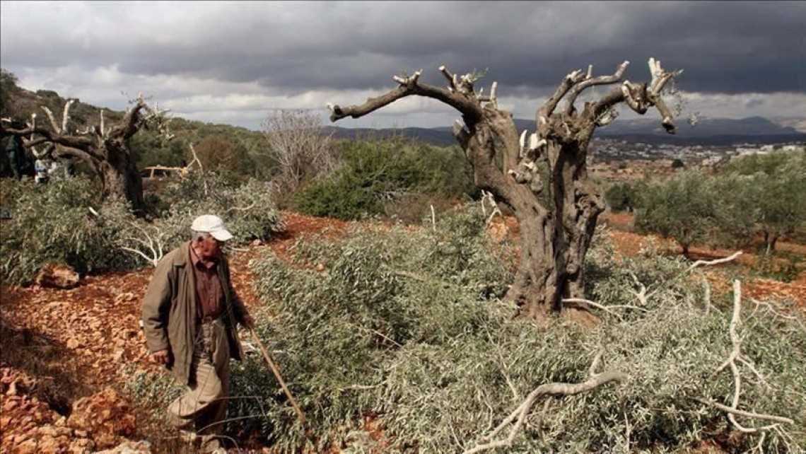 Gerombolan Pemukim Israel Cabut 25 Pohon Zaitun di Kafr Ad-Dik Salfit