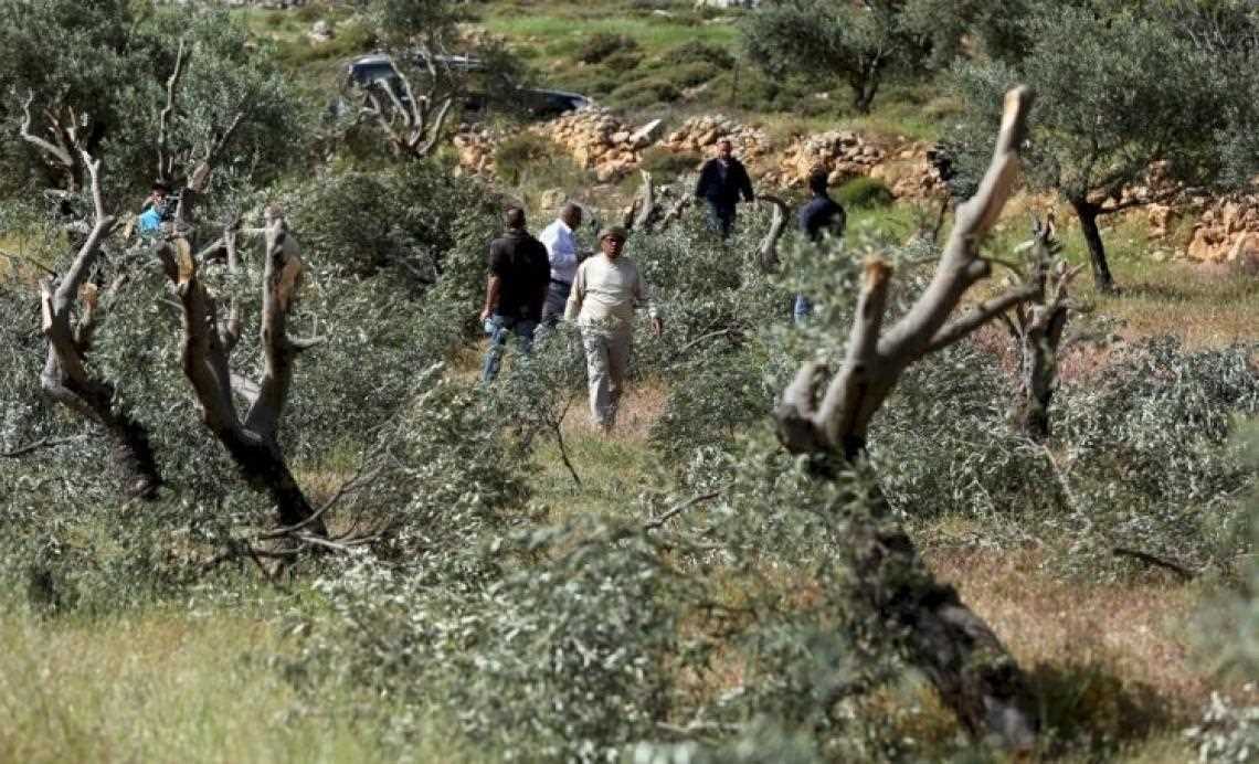 Gerombolan Pemukim Israel Tebang 170 Pohon Zaitun Palestina di Nablus