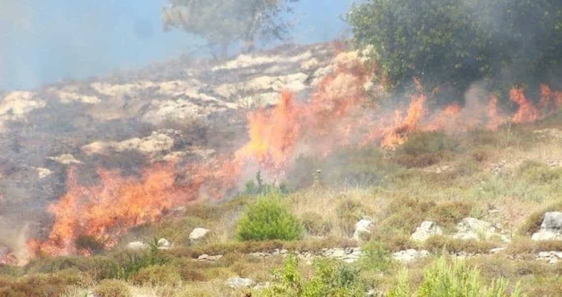 Pemukim Israel Serang Tulkarm, Bakar Pohon Zaitun dan Rusak Mobil Palestina