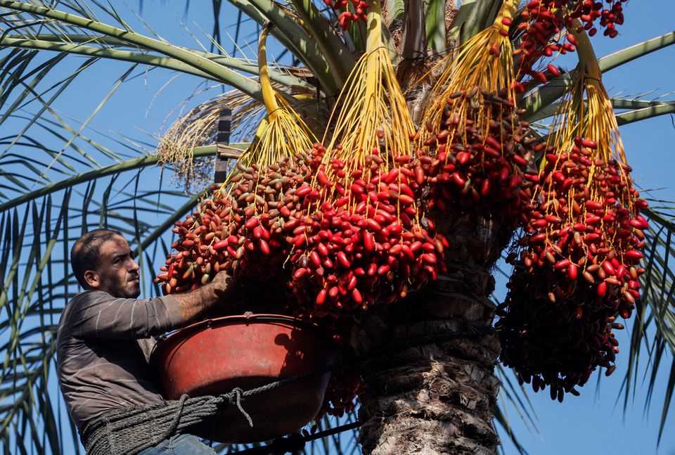 Petani Kurma Gaza Berjuang Saat Cuaca Buruk Melanda
