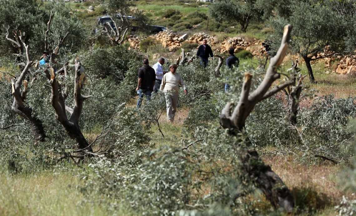 Pasukan Israel Babat Pohon Zaitun dan Hancurkan Bangunan Pertanian di Bethlehem