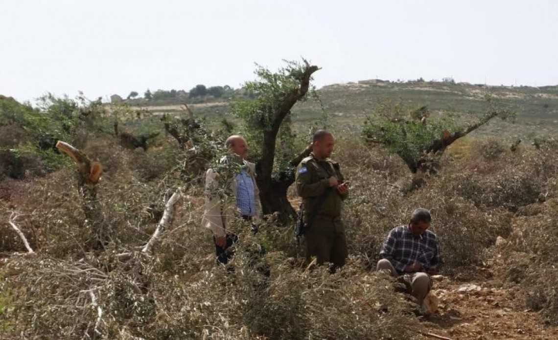 Gerombolan Pemukim Israel Babat 40 Pohon Zaitun Palestina di Salfit
