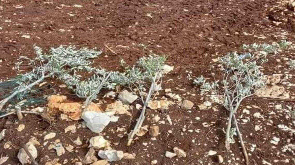 Pemukim Israel Rusak Lahan Palestina dan Babat 40 Pohon Zaitun di Bethlehem