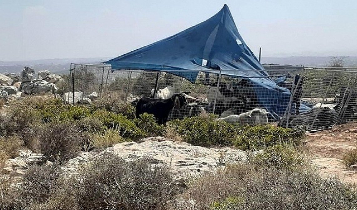 Pemukim Ilegal Israel Rebut Tanah Gembalaan Palestina di Lembah Yordan