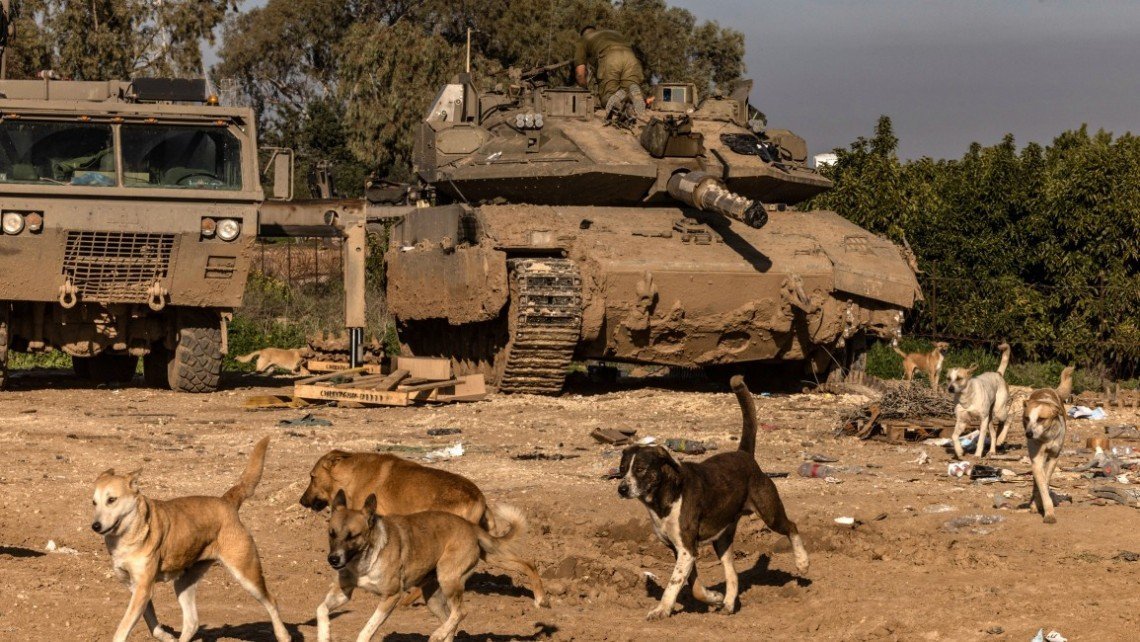 Tak Terduga, Lebih 1.000 Anjing Liar Serang Tentara Israel di Perbatasan Gaza