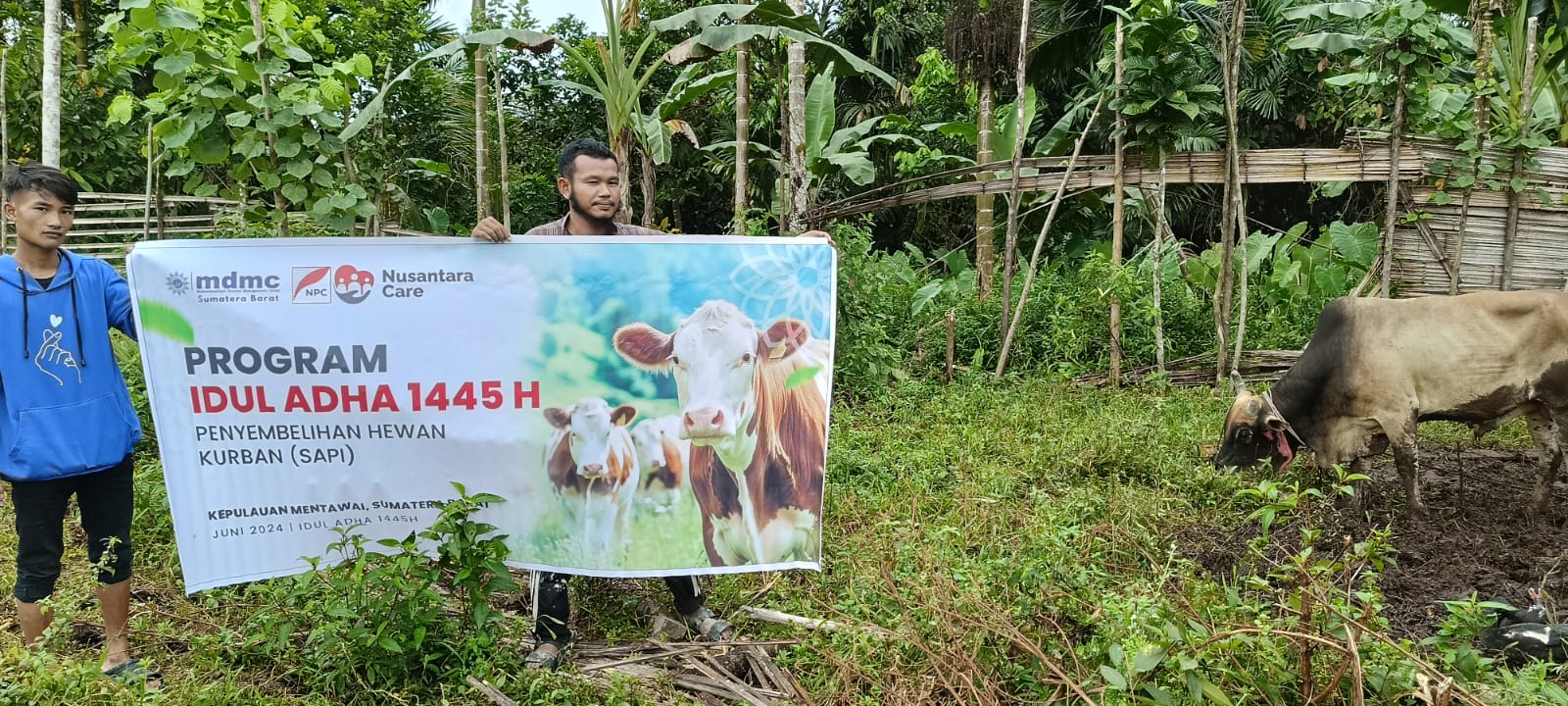 Kerjasama dengan MDMC Sumatera Barat, NPC Serahkan Hewan Kurban untuk Masjid Dar El Iman di Mentawai