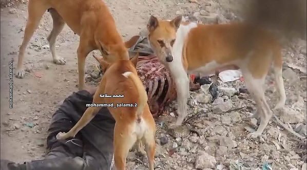 Israel Larang Evakuasi, Puluhan Jenazah Palestina Dimakan Anjing Liar di Gaza Utara