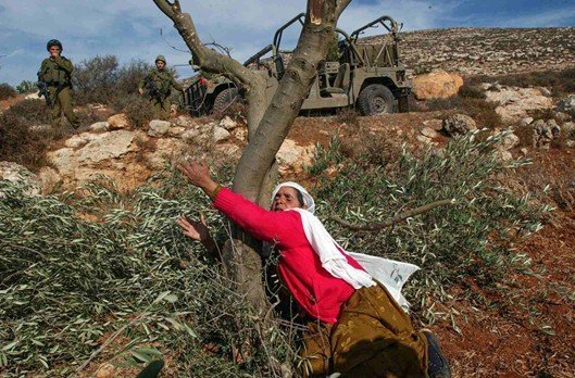 Ekosida sebagai Alat Israel Menghancurkan Ekosistem dan Identitas Palestina