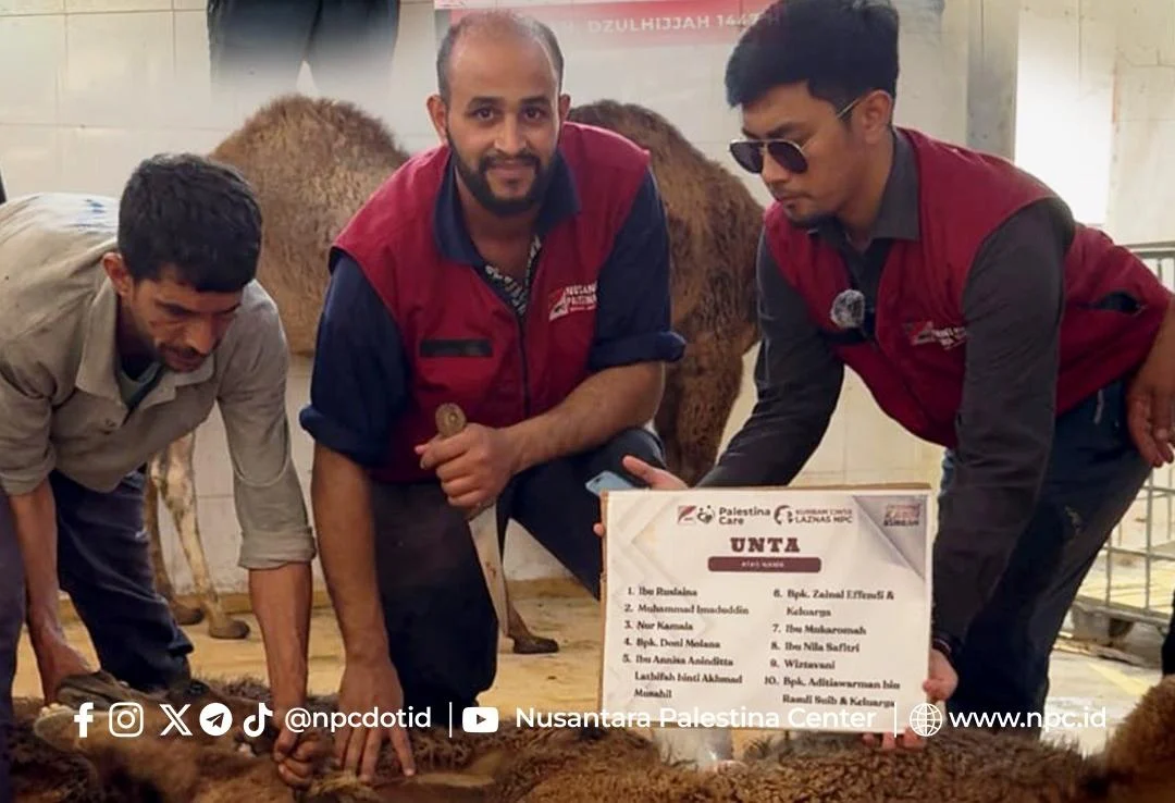 Langkah Nyata untuk Palestina, Daging Kurban Unta Akan Segera Masuk Gaza