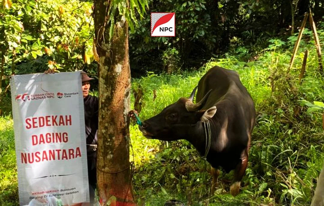 Iduladha 2026, LAZNAS NPC Salurkan Satu Ekor Sapi untuk Warga Duafa di Palopo