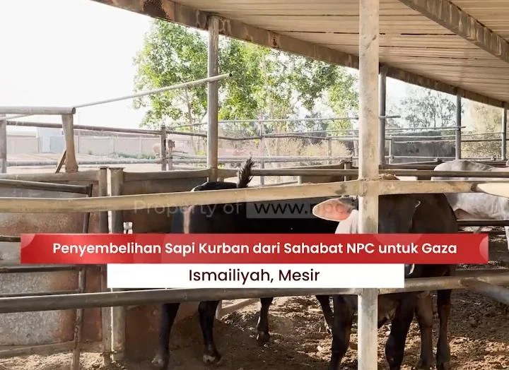 Kurban Sahabat NPC Mengalir ke Gaza, Sapi Disembelih di Mesir