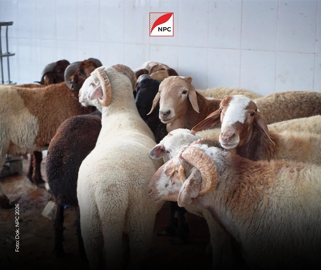 Kurban untuk Gaza: NPC Mulai Penyembelihan Sapi di Mesir, Daging Dikirim Lewat Rafah