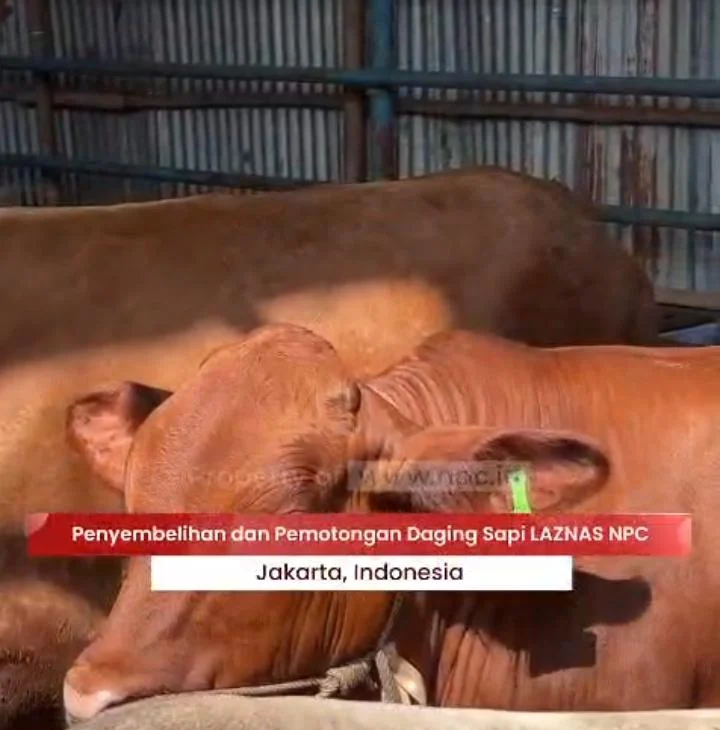 Amanah Kurban Tersalurkan, LAZNAS NPC di Jakarta Sembelih 3 Sapi untuk Masyarakat