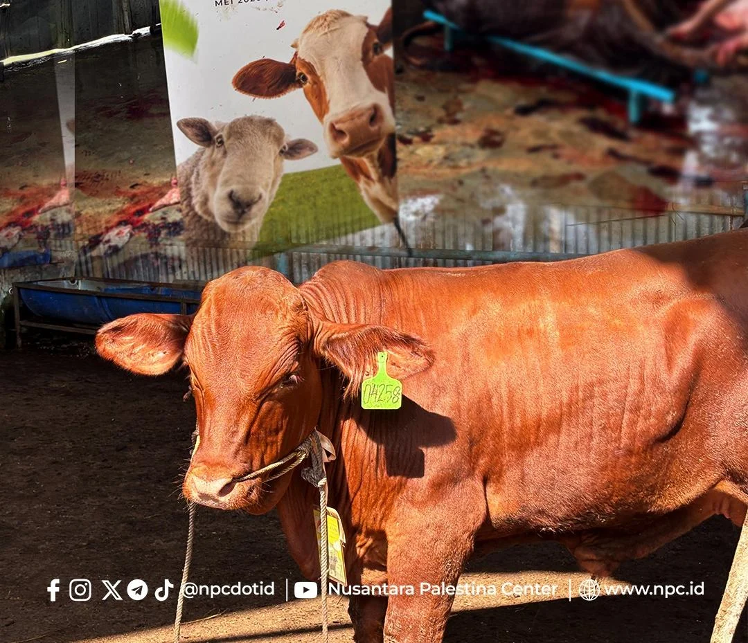 Tiga Sapi Qurban LAZNAS NPC Disembelih di Jakarta, Daging Dibagikan untuk Warga